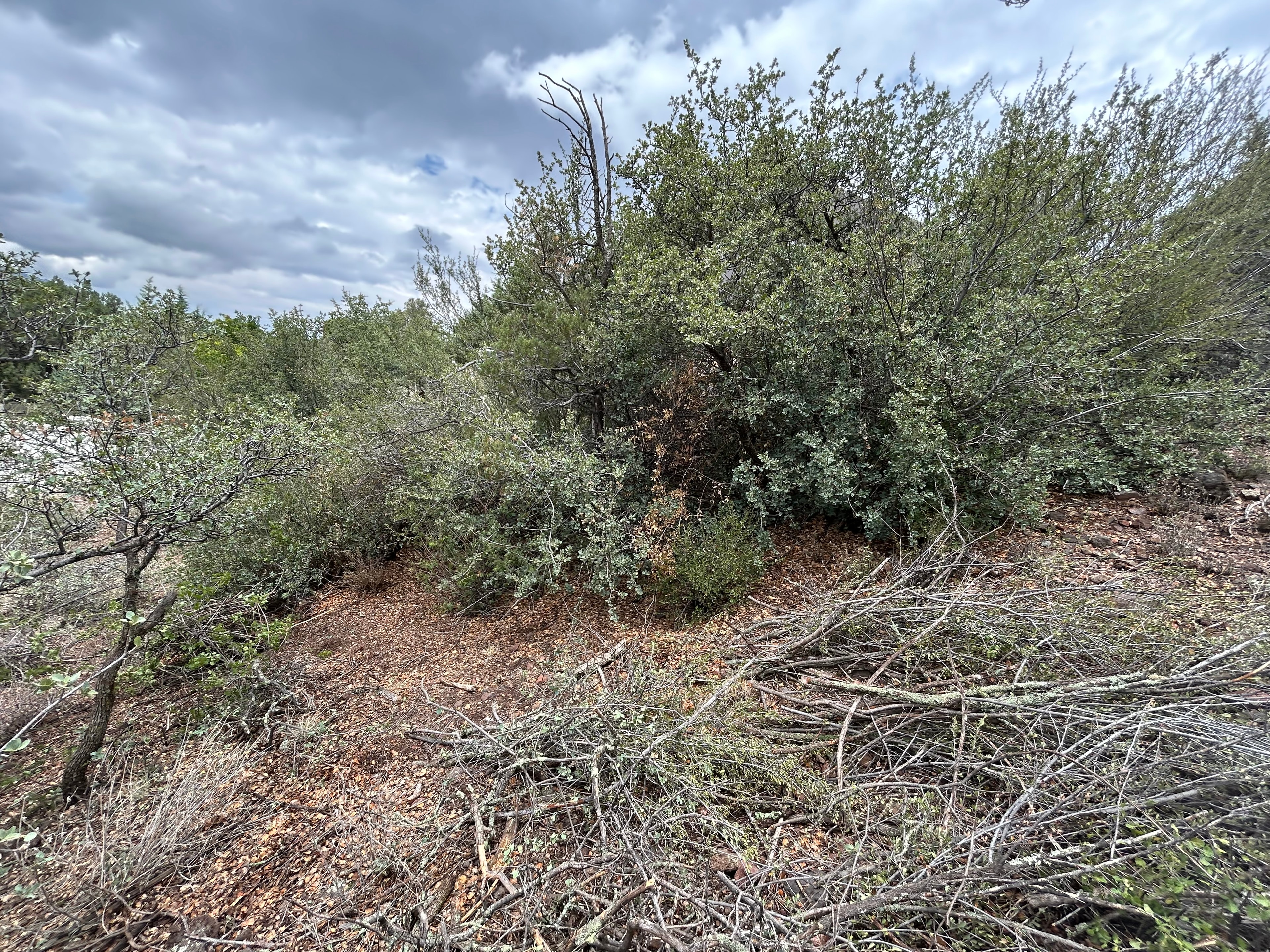 Lot off Panorama Rd — before mitigation